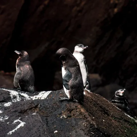 Galápagos penguin