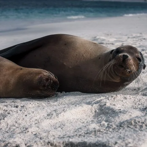 Galápagos sea lion